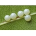 Brahmaea tancrei  Asian Owl Moth 15 eggs or 10 larvae according to availability